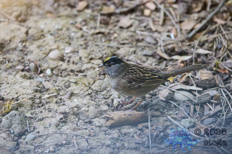 Gold-Crowned Sparrow