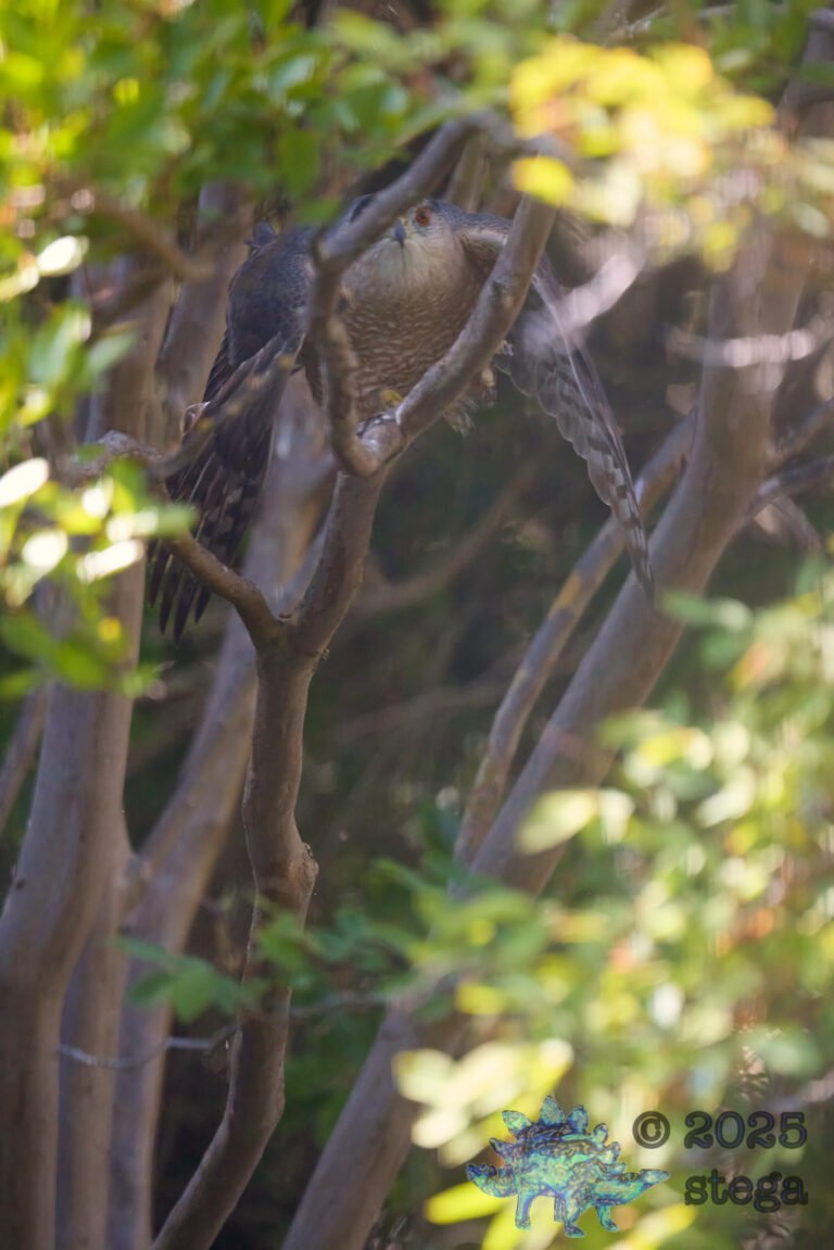 Cooper’s Hawk