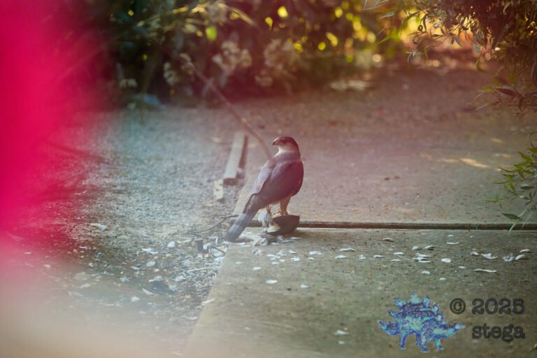 Cooper’s Hawk