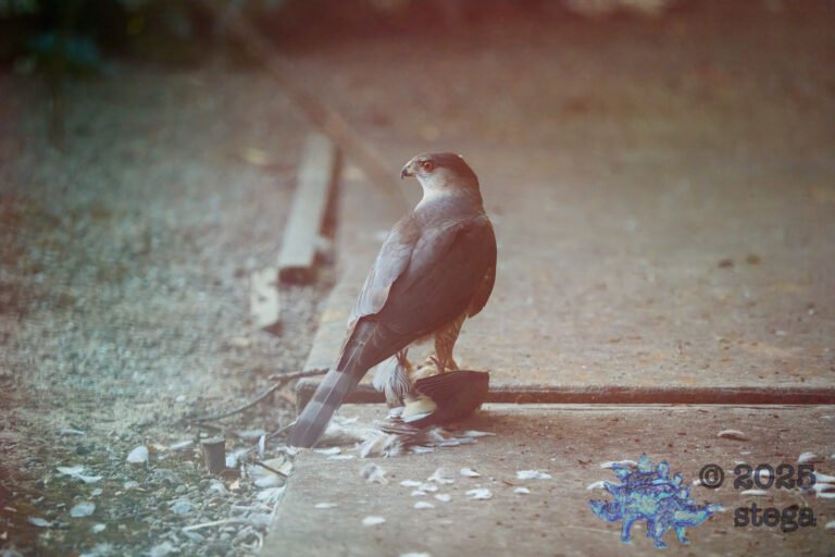 Cooper’s Hawk