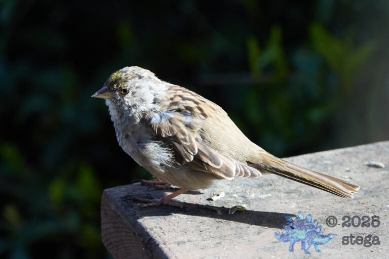 Gold-Crowned Sparrow