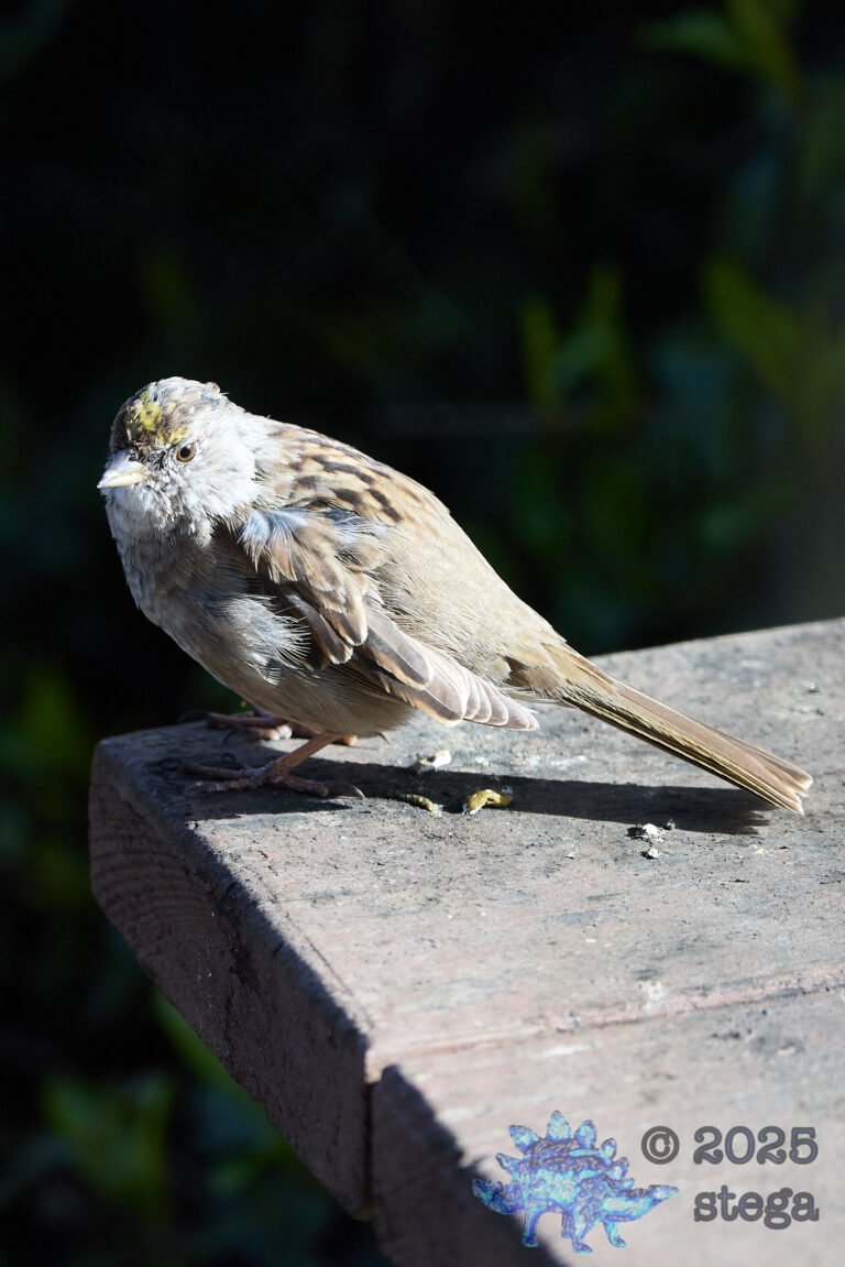 Gold-Crowned Sparrow