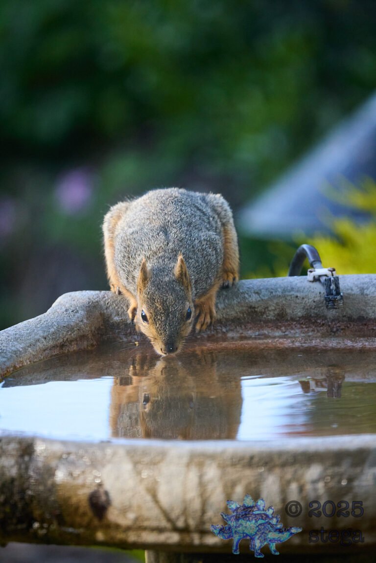 Fox Squirrel