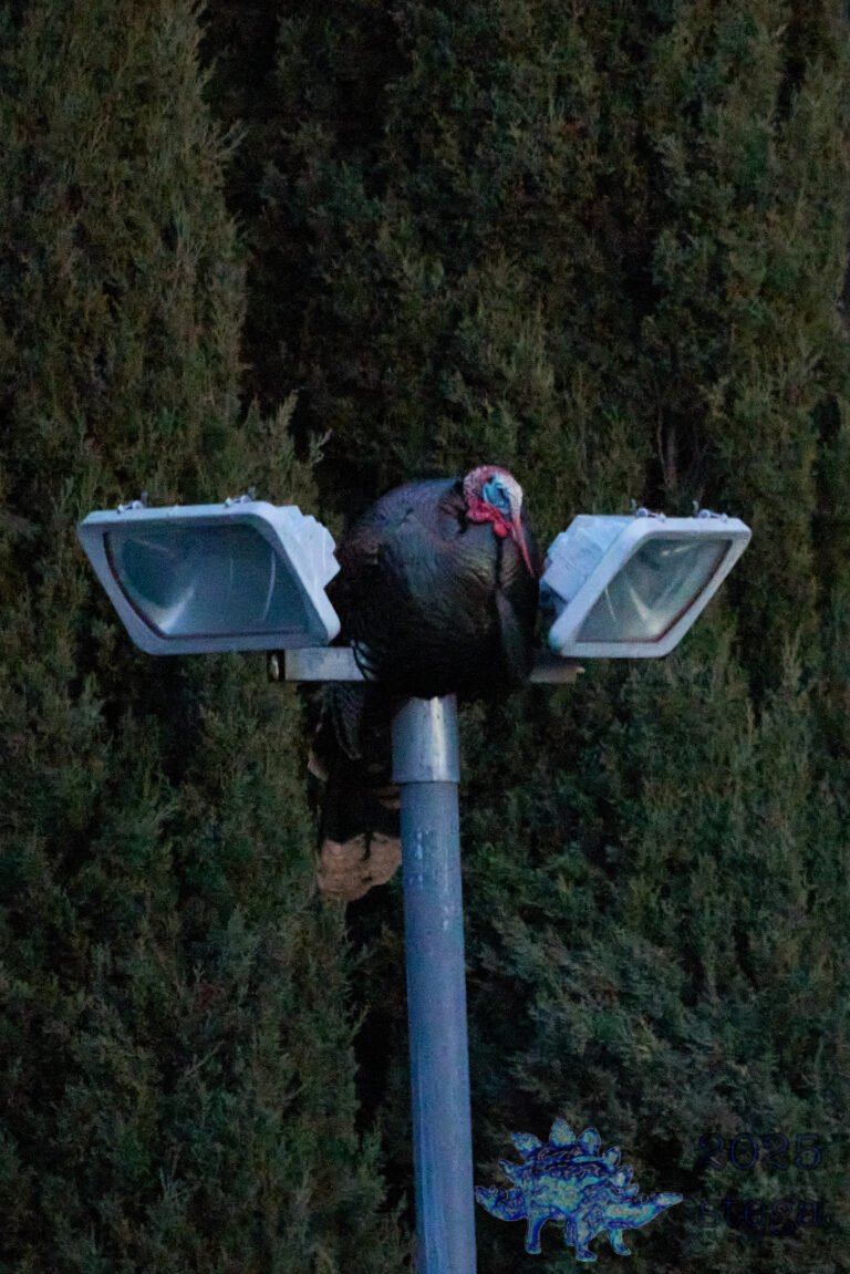 Turkey