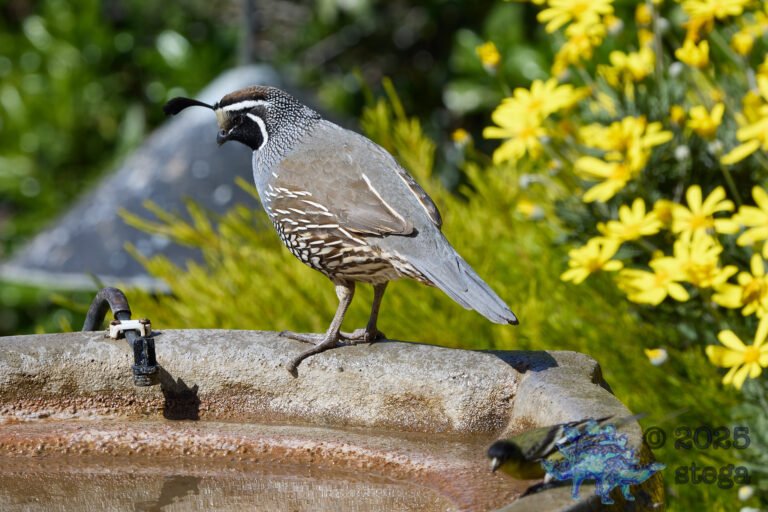 California Quail