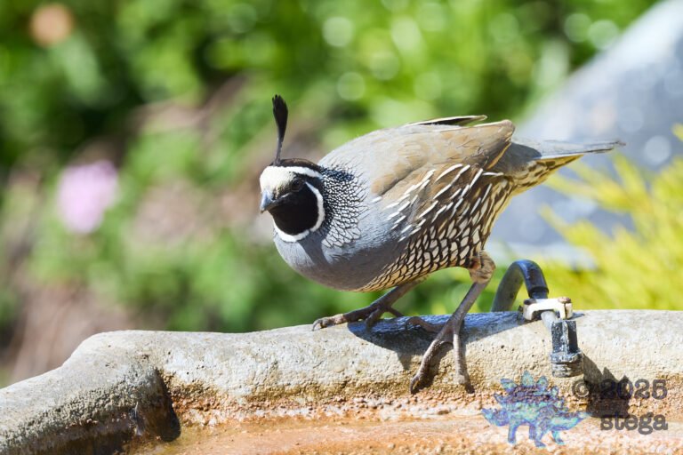 California Quail