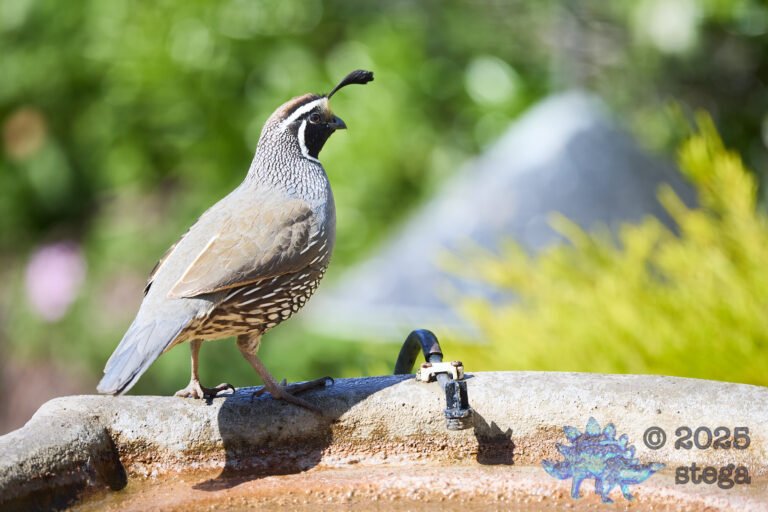 California Quail