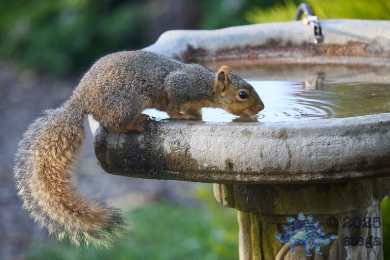 Fox Squirrel