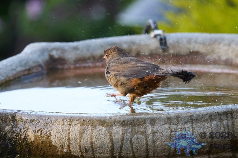 California Towhee