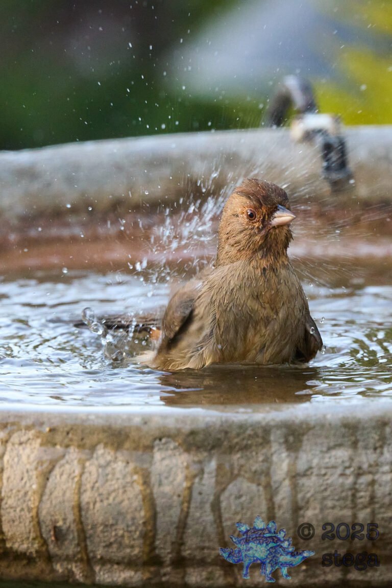 California Towhee