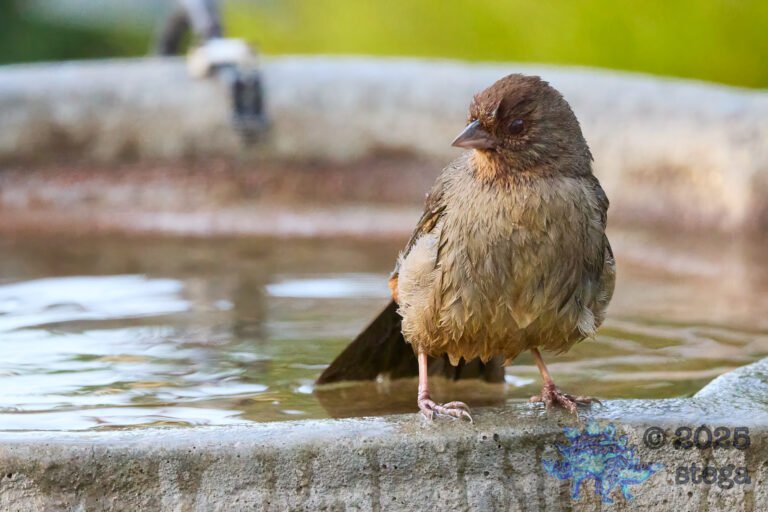 California Towhee