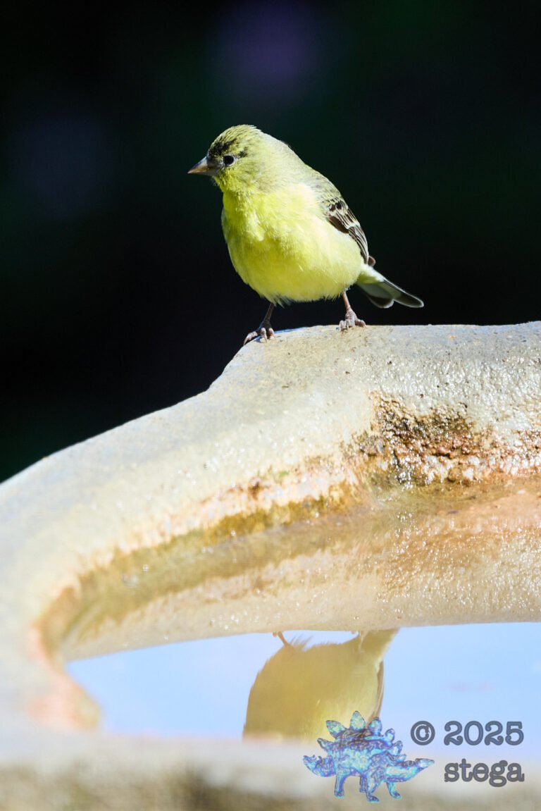 Lesser Goldfinch