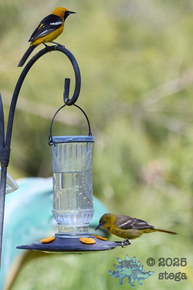Hooded Oriole