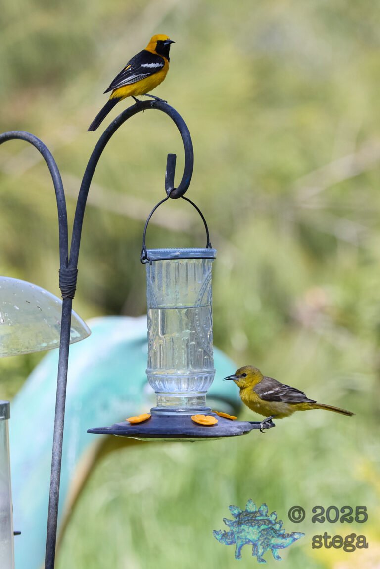 Hooded Oriole