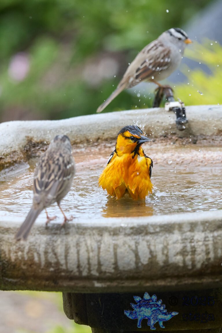 Bullock’s Oriole, White-Crowned Sparrow