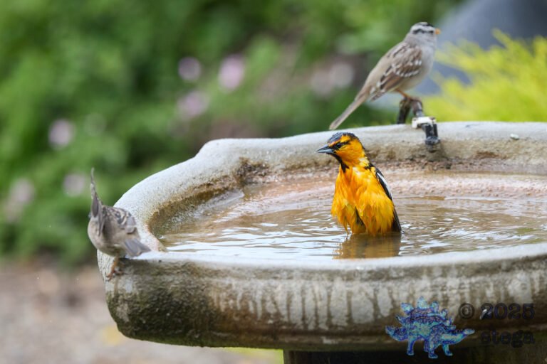 Bullock’s Oriole, White-Crowned Sparrow