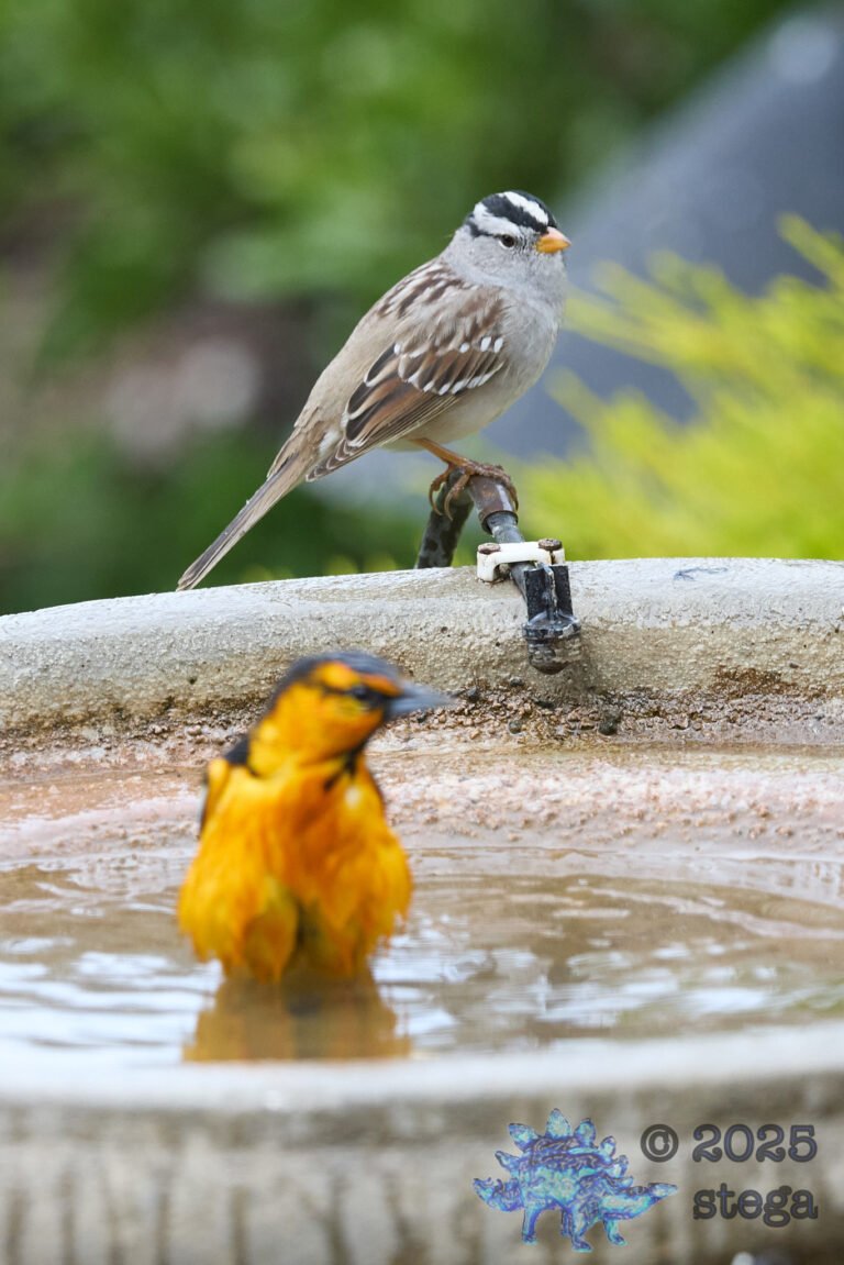 Bullock’s Oriole, White-Crowned Sparrow