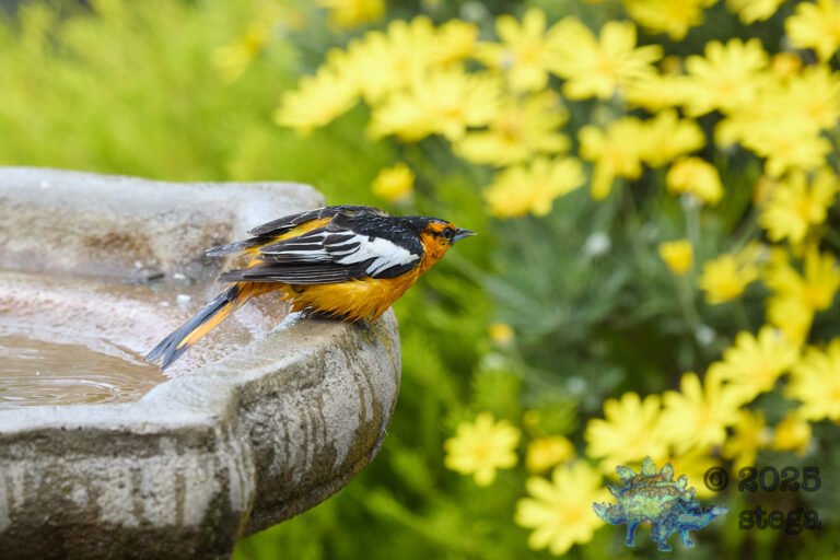 Bullock’s Oriole