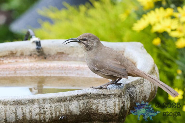 California Thrasher