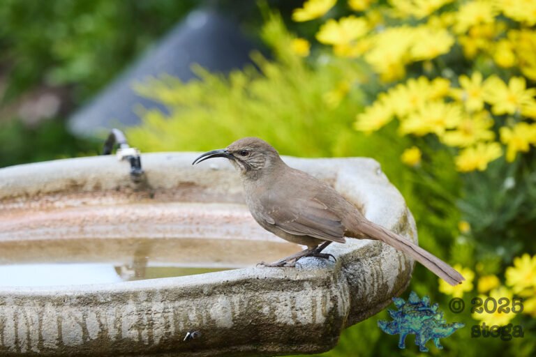 California Thrasher