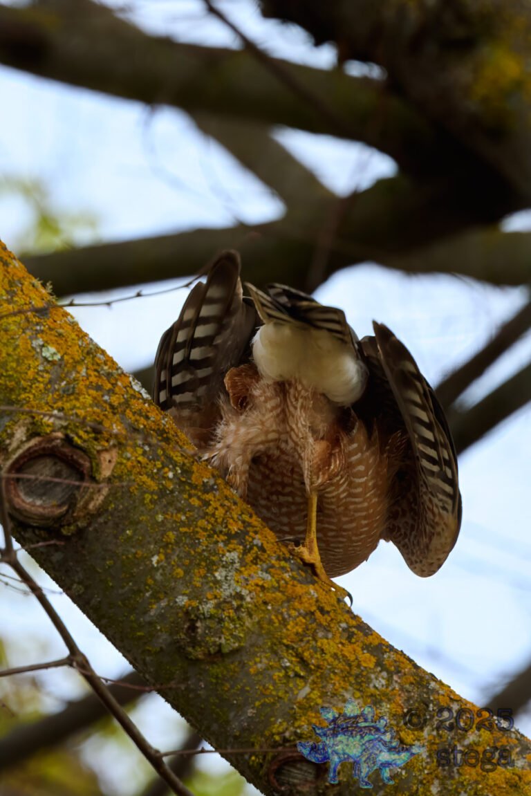 Cooper’s Hawk