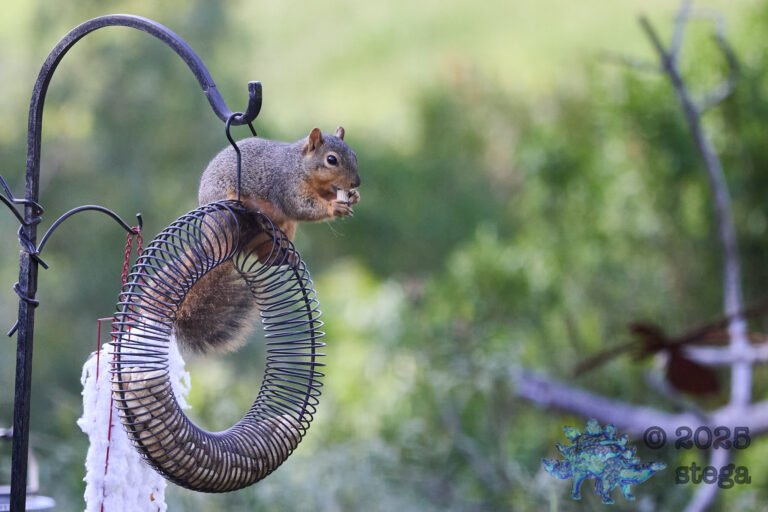 Fox Squirrel