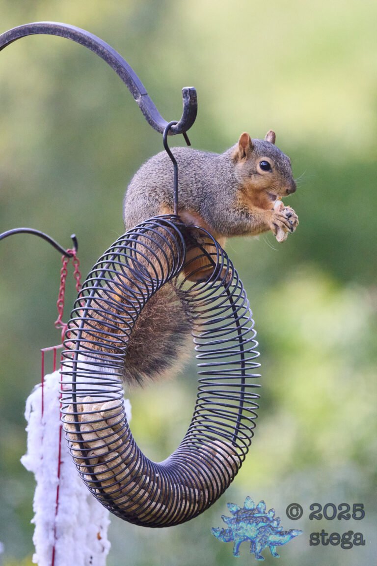 Fox Squirrel