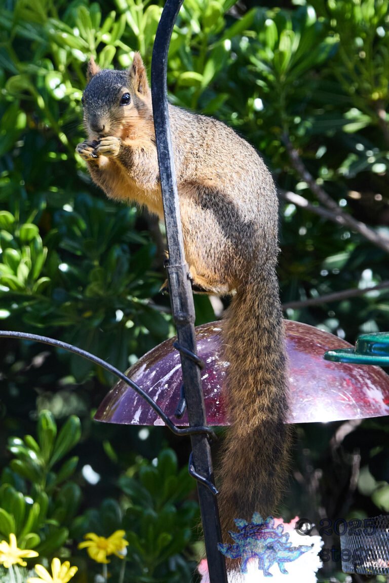 Fox Squirrel