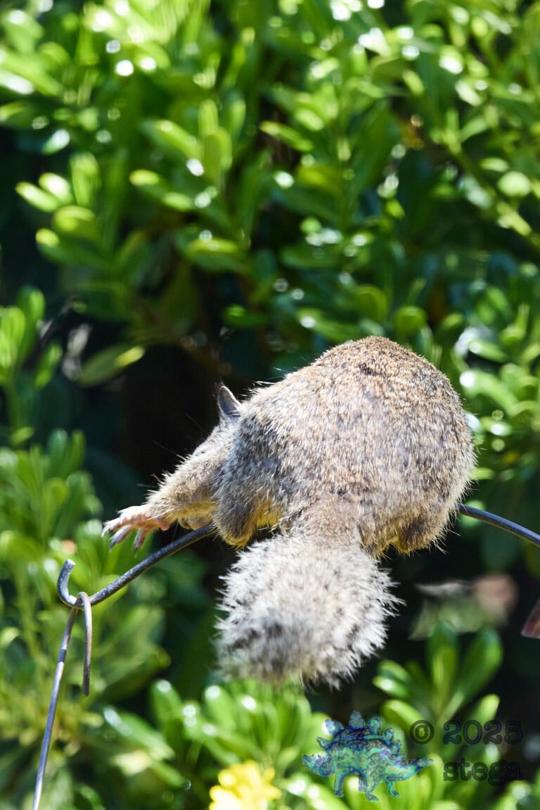 Ground Squirrel