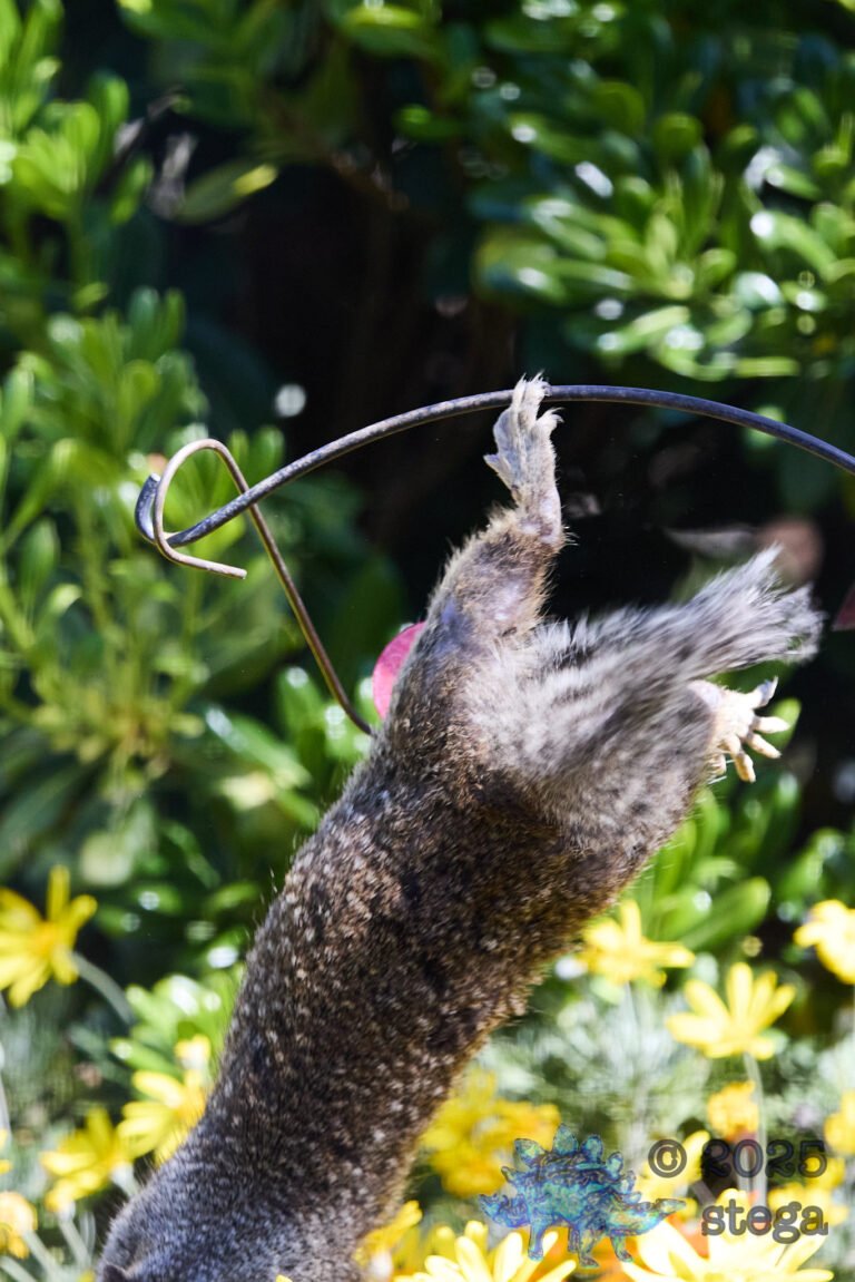 Ground Squirrel