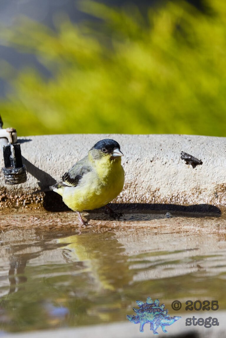 Lesser Goldfinch