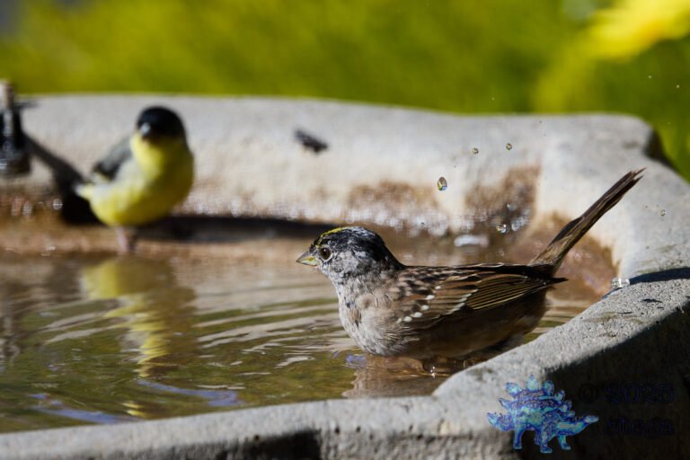Gold-Crowned Sparrow, Lesser Goldfinch