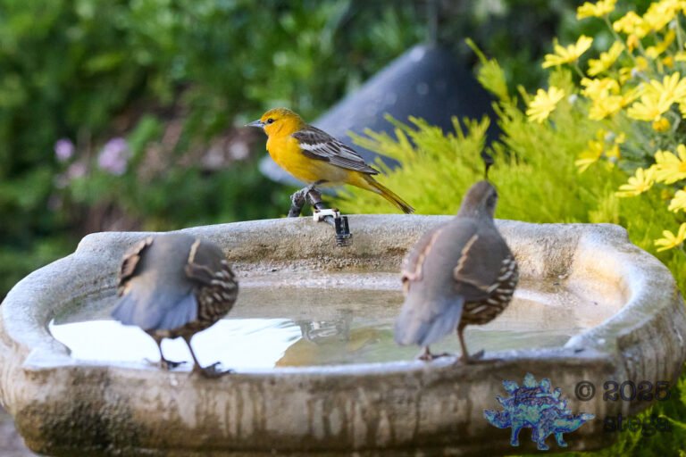 Bullock’s Oriole, California Quail