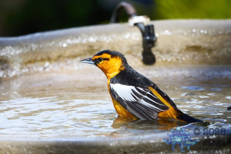 Bullock’s Oriole