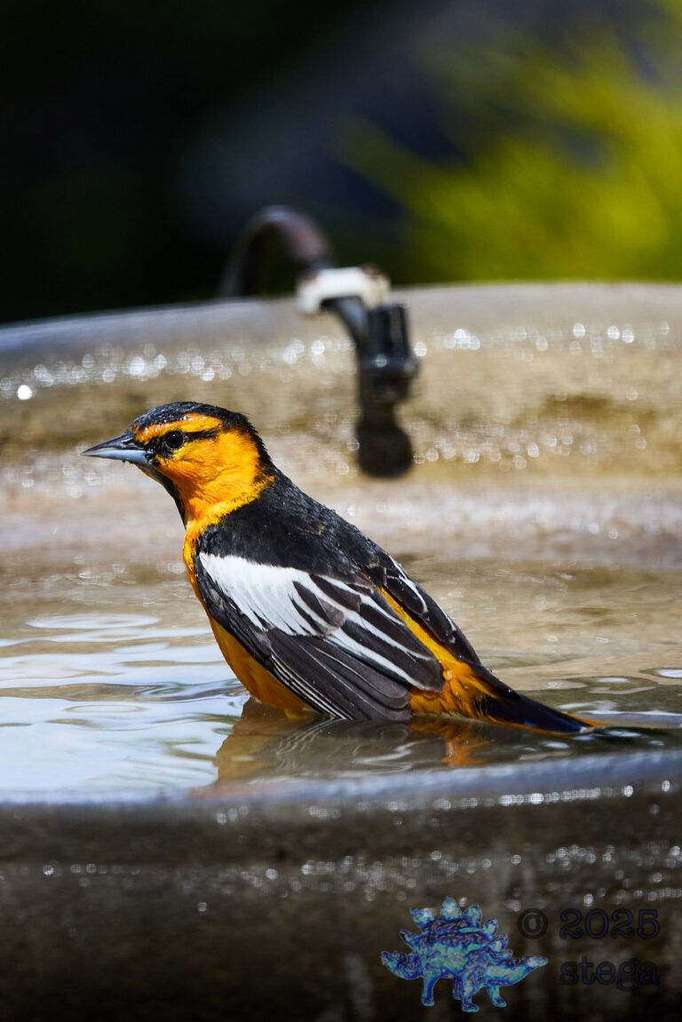 Bullock’s Oriole