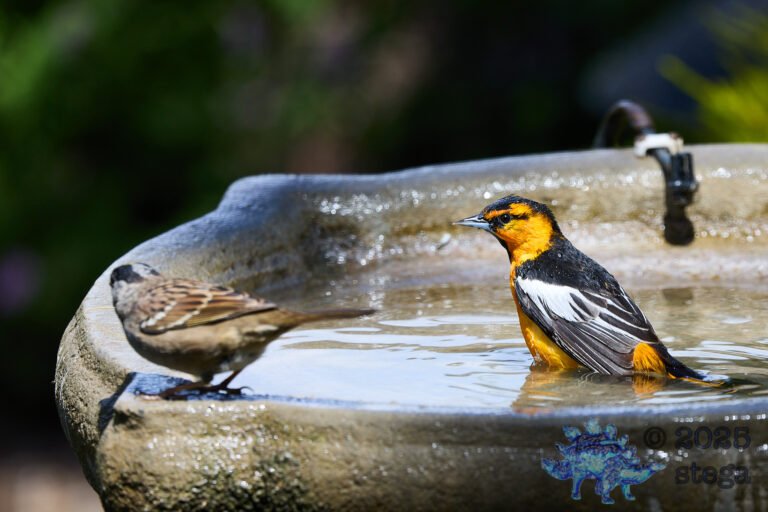 Bullock’s Oriole, Gold-Crowned Sparrow