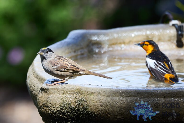 Bullock’s Oriole, Gold-Crowned Sparrow