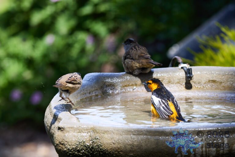 Bullock’s Oriole, Gold-Crowned Sparrow
