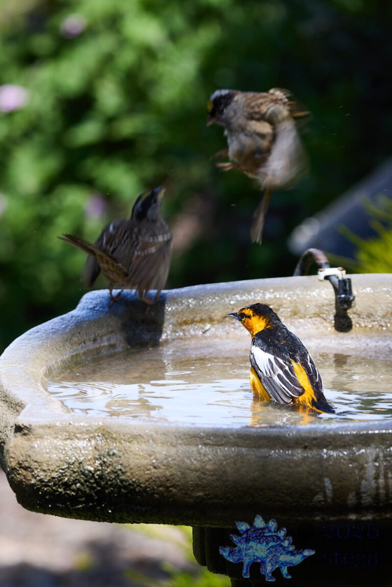 Bullock’s Oriole, Gold-Crowned Sparrow