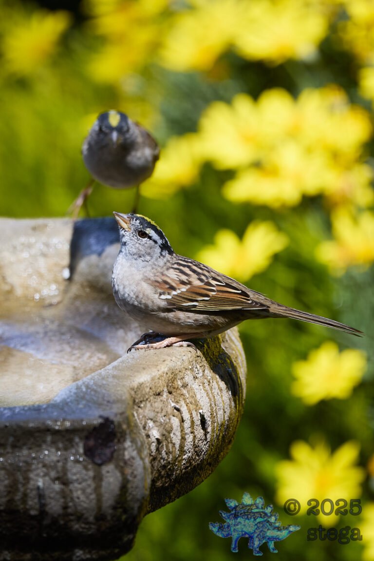 Gold-Crowned Sparrow