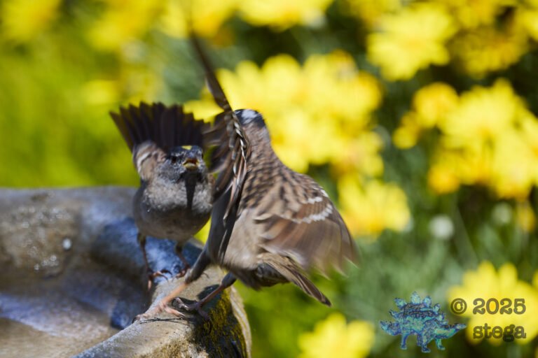 Gold-Crowned Sparrow, White-Crowned Sparrow