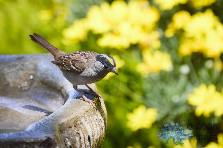 Gold-Crowned Sparrow