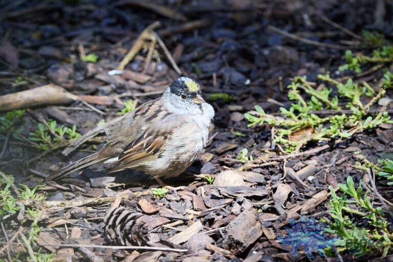 Gold-Crowned Sparrow