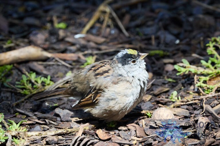 Gold-Crowned Sparrow