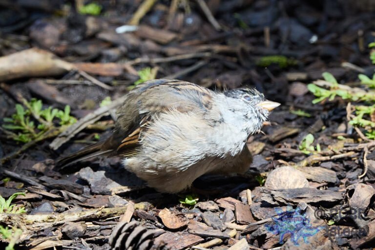 Gold-Crowned Sparrow