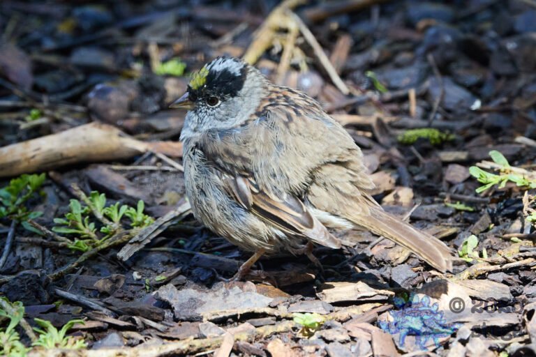 Gold-Crowned Sparrow