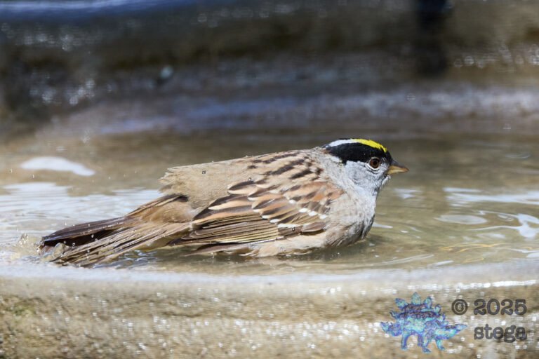 Gold-Crowned Sparrow