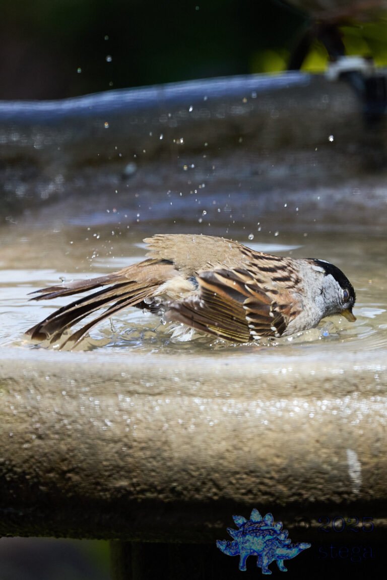 Gold-Crowned Sparrow
