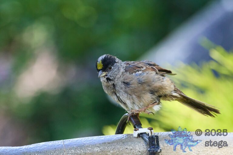 Gold-Crowned Sparrow
