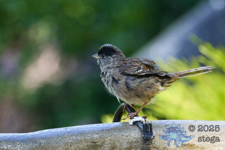 Gold-Crowned Sparrow
